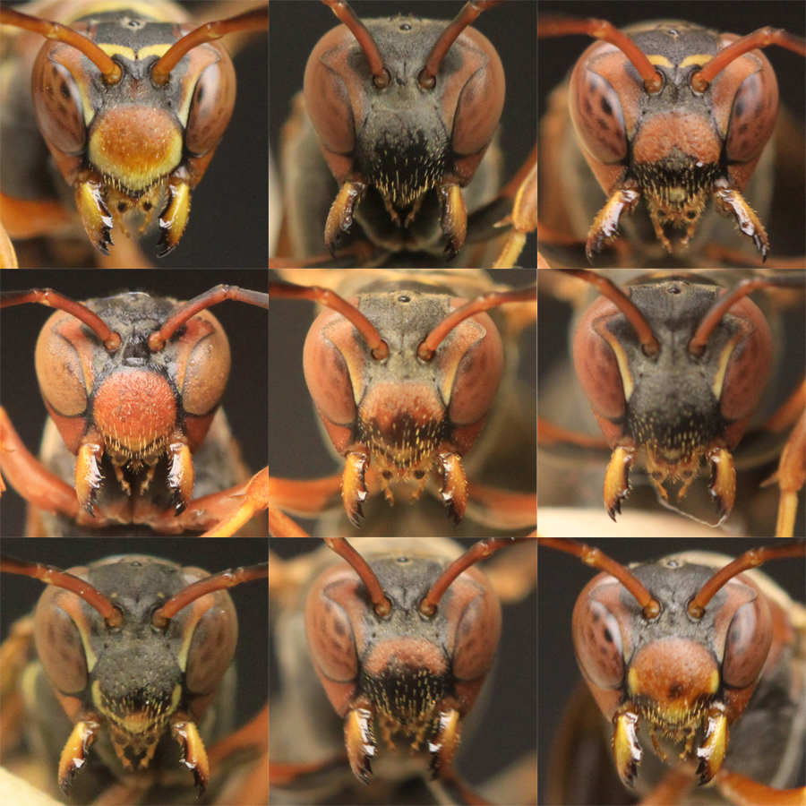 Polistes fuscatus paper wasps have extremely variable facial patterns that they use to recognize each other as individuals. This montage displays some of the variation seen in female paper wasp faces in this species. Credit: Michael Sheehan