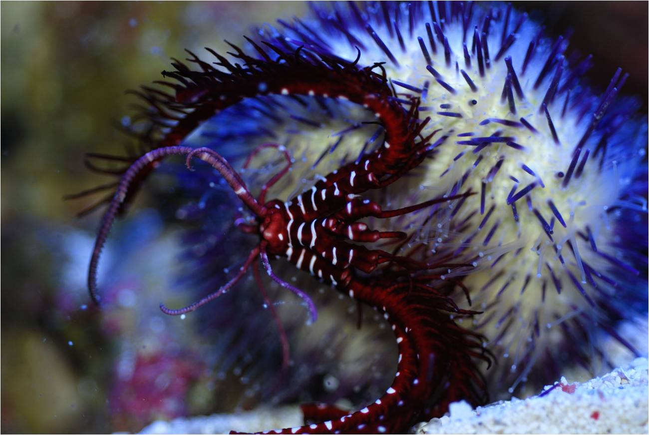 A sea urchin (the whitish globular object on the right, covered with purple-tipped spines) feeding on a comatulid crinoid known as a feather star (red-and-black arms with white bands) in an aquarium. The urchin uses its spines and the teeth of its jaw to manipulate and ingest the feather star. The sea urchin is about the size of a baseball. Image credit: F.J. Gahn and M.A. Strong.