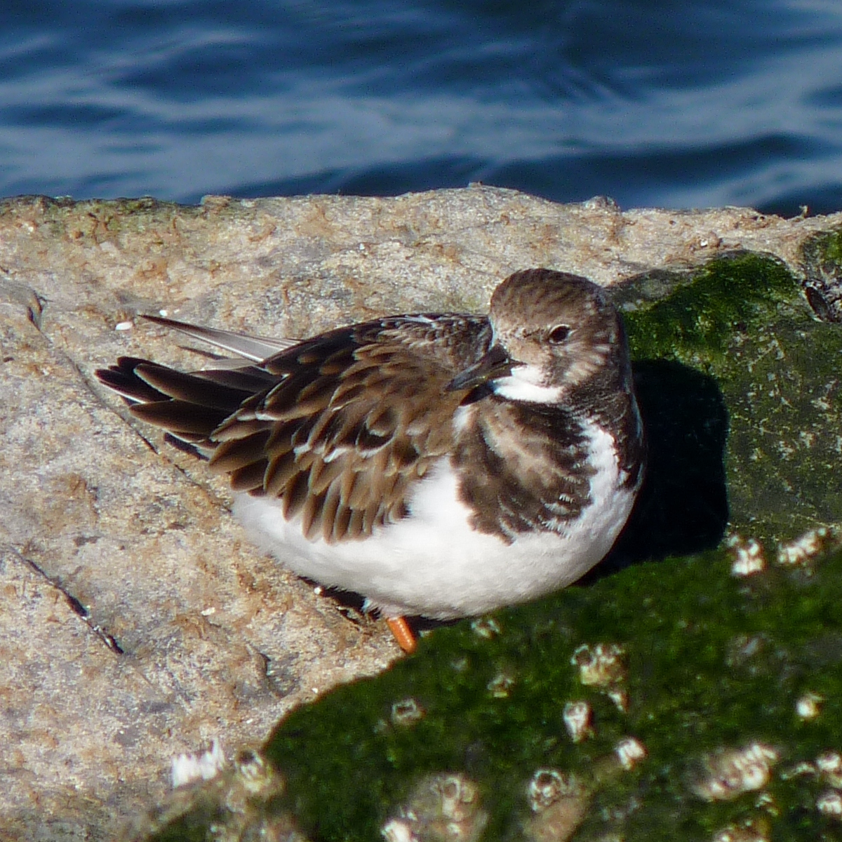Photo of a ruddy turnstone. Image credit: flickr.com user Dendroica cerulea