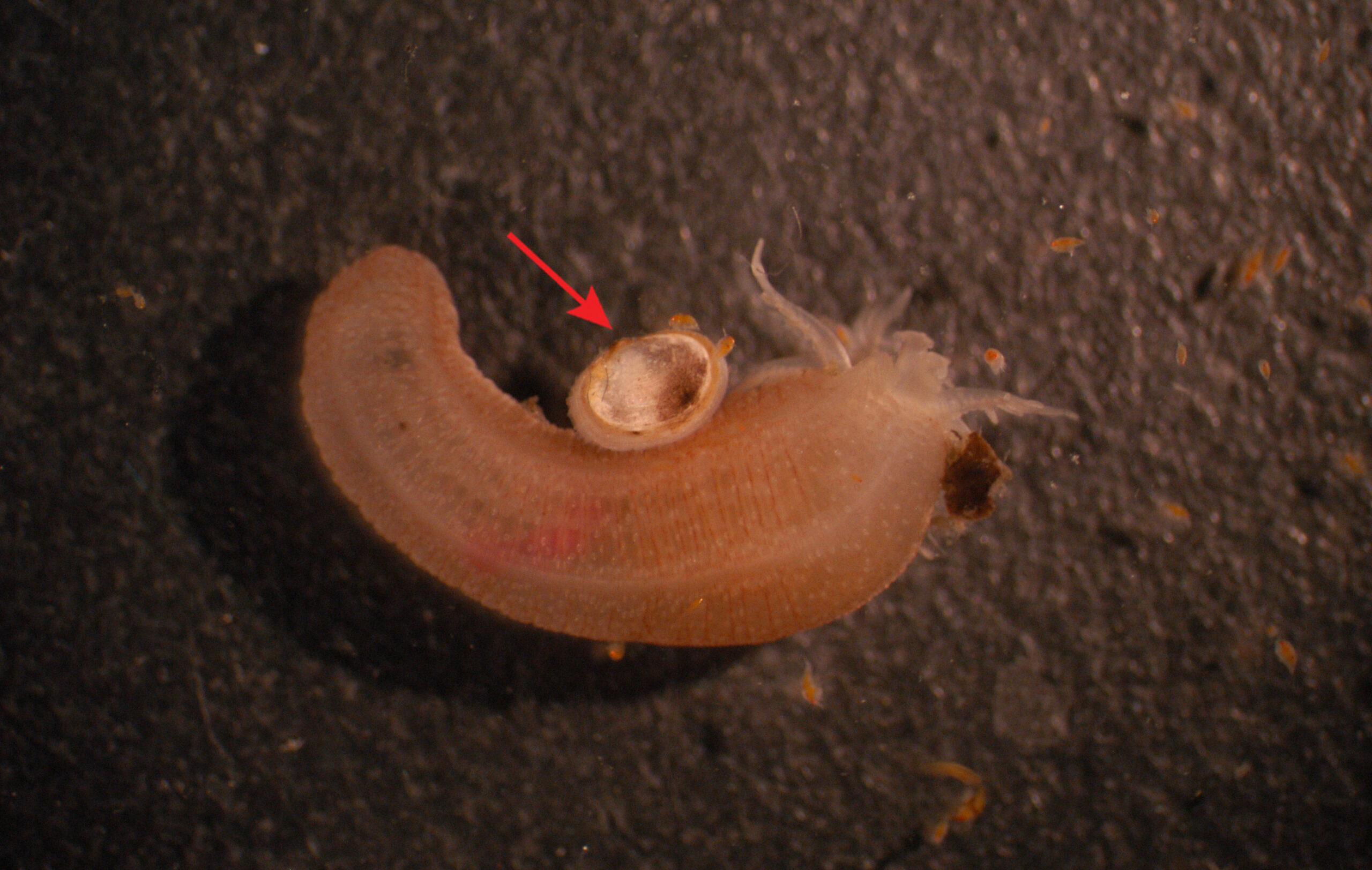A small clam attached to its sea cucumber host. This species of clam, Scintillona bellerophon, is part of the Galeommatoidea superfamily. Photo by L. Kirkendale