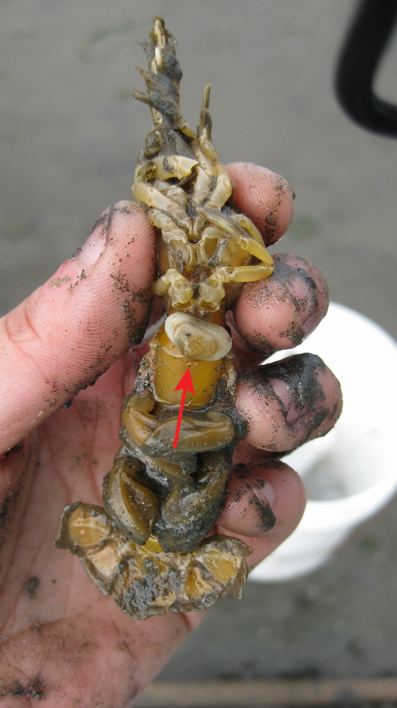 A small clam attached to its mud shrimp host. This species of clam, Neaeromya rugifera, is part of the Galeommatoidea superfamily. Photo by Jingchun Li
