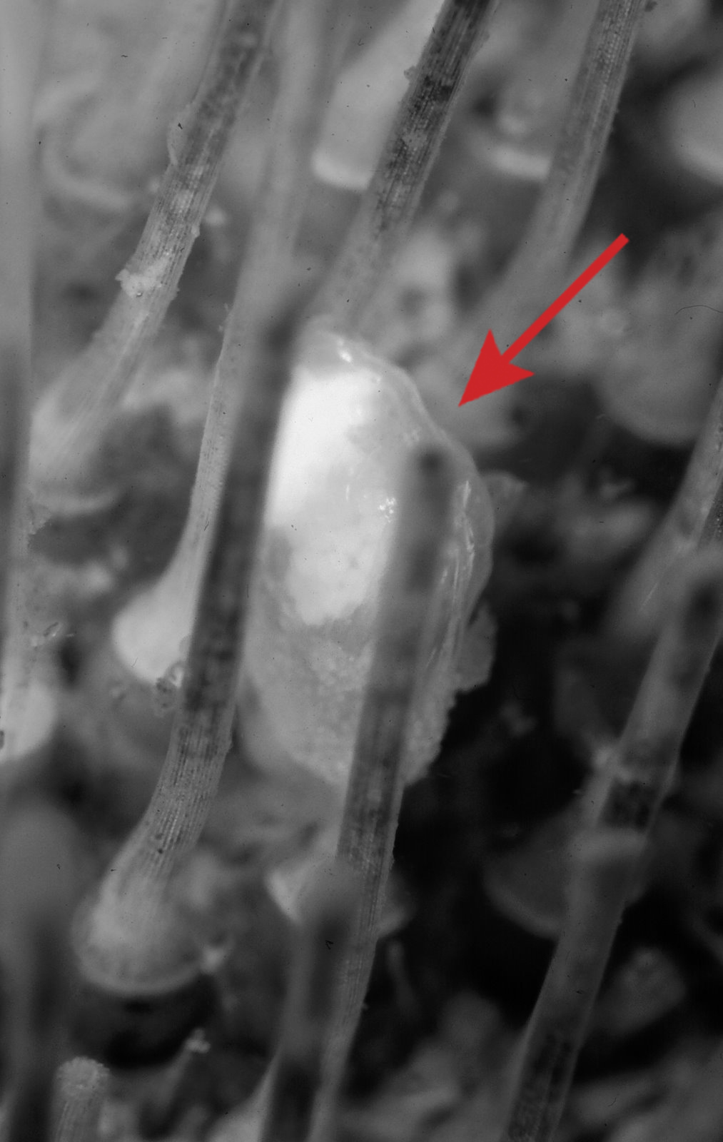 A tiny clam attached to the surface of its sea urchin host. This clam is a member of the genus Waldo, which is part of the Galeommatoidea superfamily. Photo by Diarmaid O'Foighil