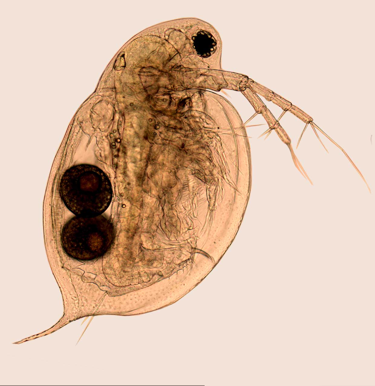 Microscope image of a 4-day-old Daphnia ambigua crustacean, like those used in a new study of evolutionary responses to heavy-metal contamination in lakes. Image credit: Eric Lazo-Wasem