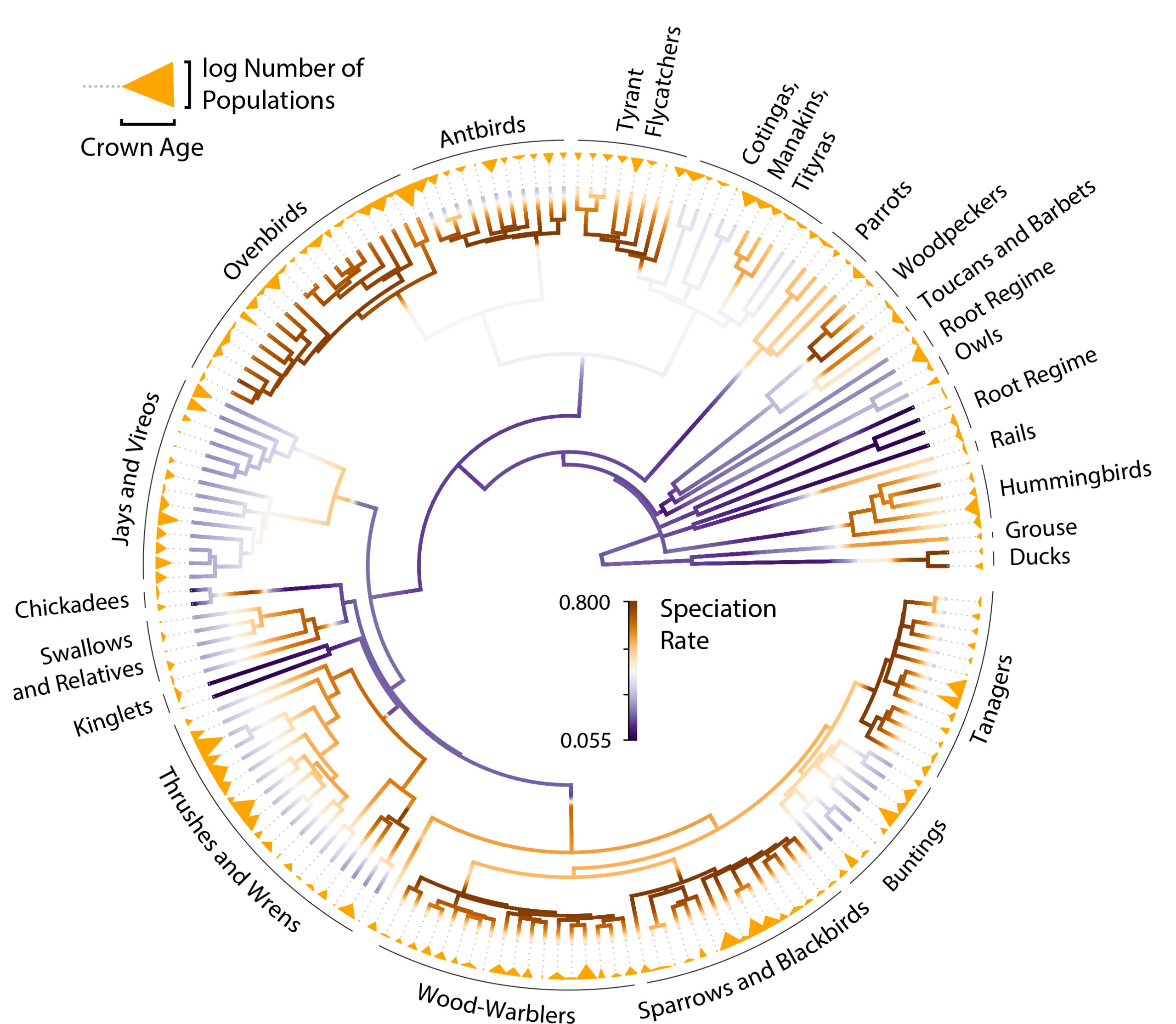 A circular phylogenetic tree of the 173 bird species included in the study and colored according to the rates they produce species over deep time. Surrounding the tree are triangles depicting the rate of population differentiation within each species. Image credit: Michael Harvey, PNAS