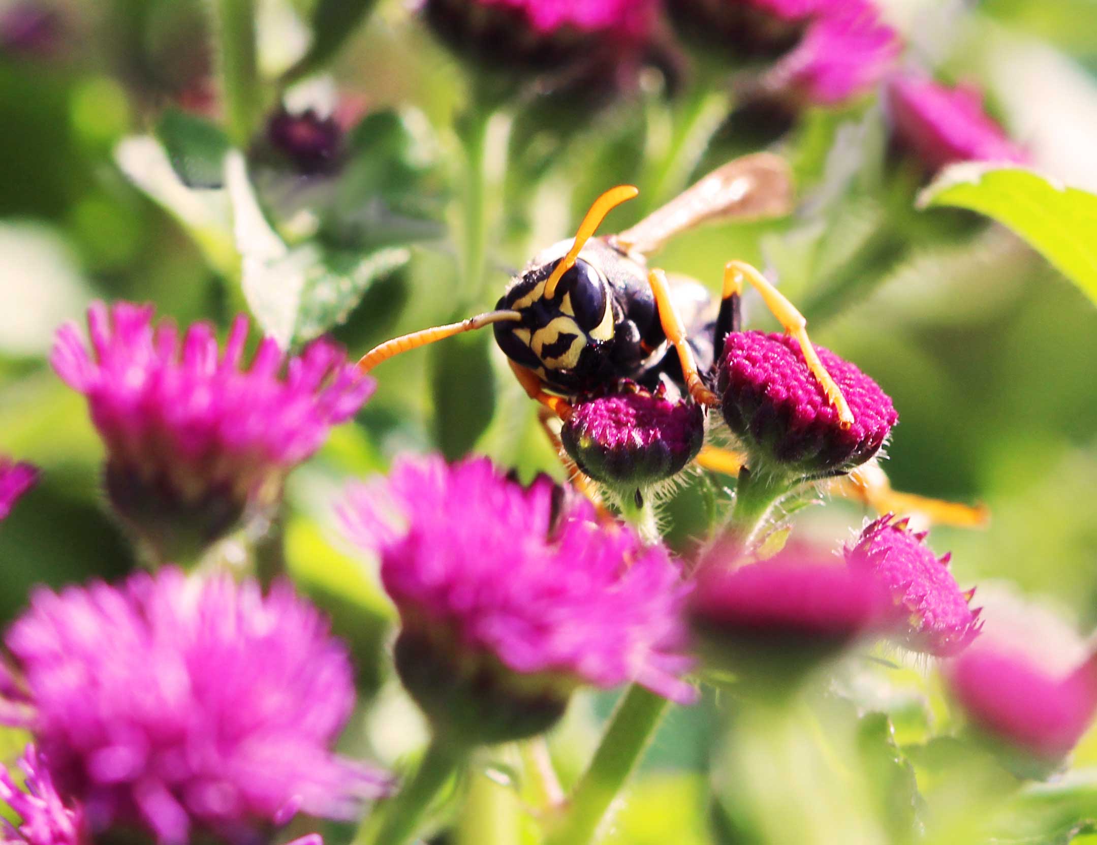 A Polistes dominula wasp on a flower. These wasps have facial patterns that communicate information about their fighting ability to other wasps. Image credit: John Den Uyl