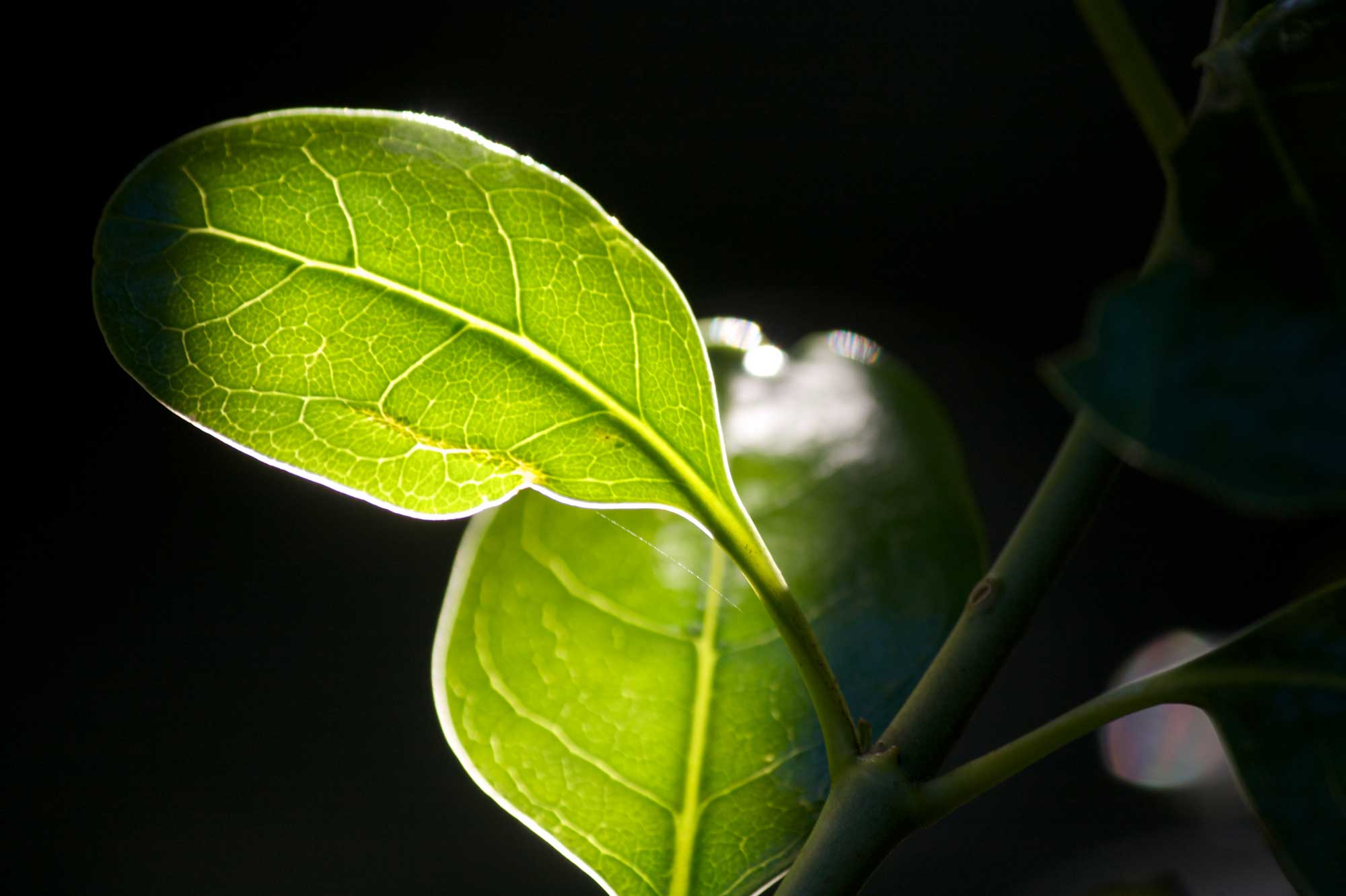 Sunlight illuminates green plant leaves. Image credit: Flickr.com user Nick Thompson