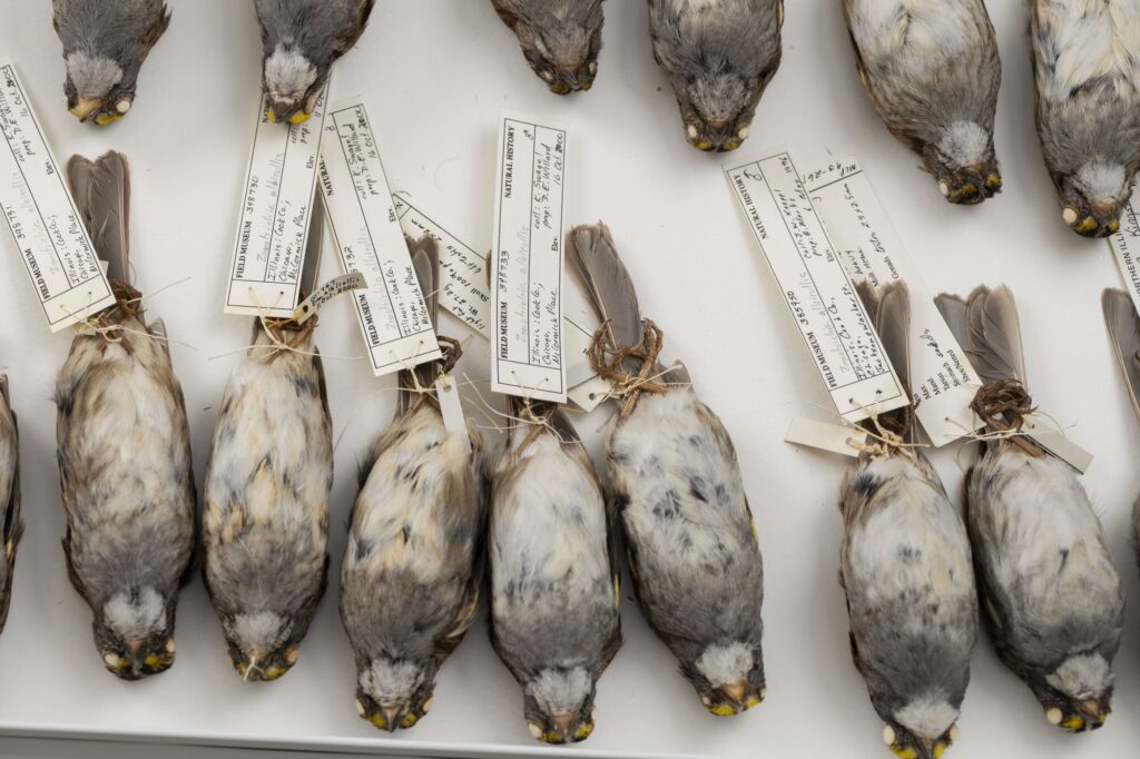 White-throated sparrows that were part of a large University of Michigan-led study of nighttime building collisions in the Midwest. The new analysis of more than 70,000 nighttime songbird collisions in Chicago and Cleveland suggests that birds disoriented by artificial light from illuminated buildings send out flight calls that may lure other nearby birds to their death. Image credit: Roger Hart/University of Michigan Photography