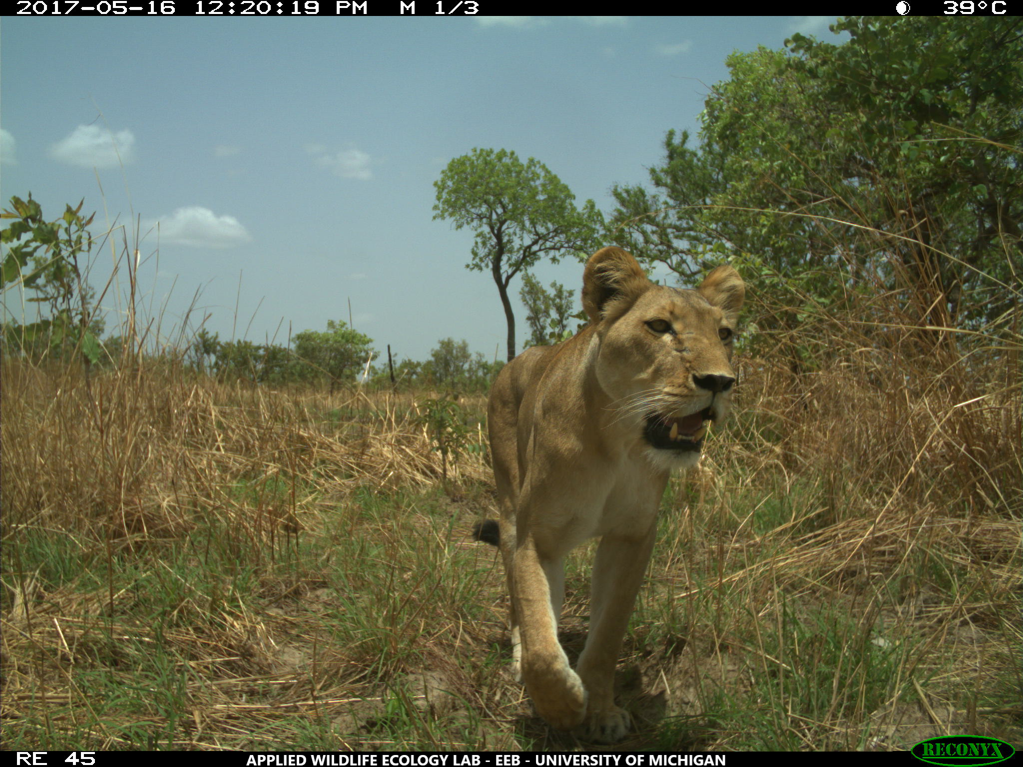 A female West African lion in Park W-Burkina Faso, part of the WAP Complex, photographed during a University of Michigan-led wildlife camera survey. West African lions are a critically endangered subpopulation, with an estimated 400 individuals remaining and strong evidence of ongoing declines. Image credit: University of Michigan Applied Wildlife Ecology Lab