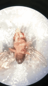 The underside of a fruit fly when the researchers image it. The fly is kicking its legs; it is alive and able to taste what the researchers feed it. Image credit: Christina May and Monica Dus