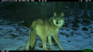 Gray wolf at the Huron Mountain Club in Michigan's Upper Peninsula. Image credit: U-M Applied Wildlife Ecology Lab.