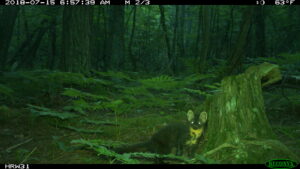 An American marten at the Huron Mountain Club in Michigan's Upper Peninsula, photographed in the early morning with a white-flash camera. The American marten is a member of the mustelid family of fur-bearing carnivores. In the University of Michigan wildlife study, volunteers had trouble telling apart various mustelids, which also include fishers, weasels and minks. Image credit: University of Michigan Applied Wildlife Ecology Lab.
