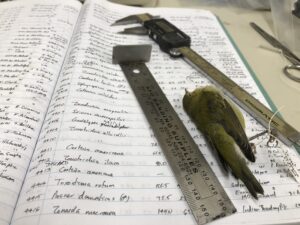 Handwritten ledger in which Field Museum ornithologist and collections manager emeritus David Willard tracks the bird data. Image credit: Field Museum, Kate Golembiewski
