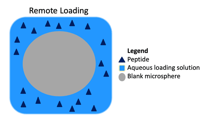 Peptides are remotely loaded into the microsphere, a method which does not use organic solvent and reduces the peptides' exposure to harsh conditions compared to traditional methods. Image courtesy of the researchers
