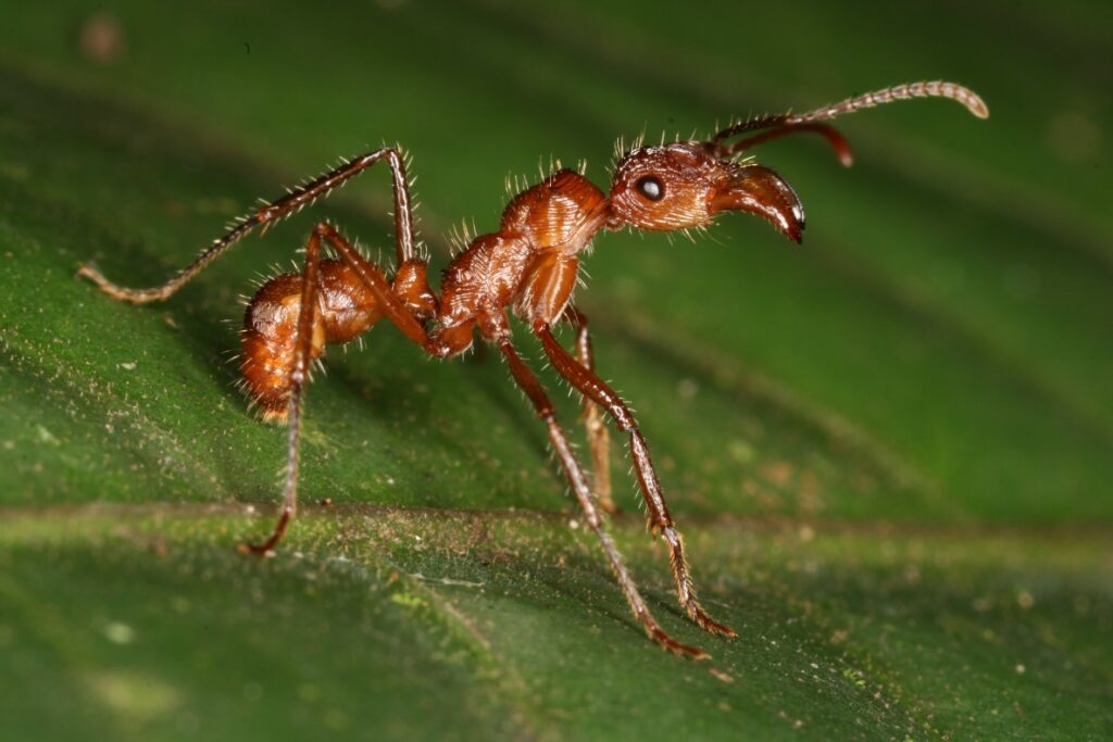 An ant (species: Ectatomma tuberculatum) photographed in Costa Rica. Ants make up a large fraction of the total animal biomass in most terrestrial ecosystems, but researchers say that an understanding of their global diversity is lacking. This new study provides a high-resolution map that estimates and visualizes the global diversity of ants. Image credit: Benoit Guénard