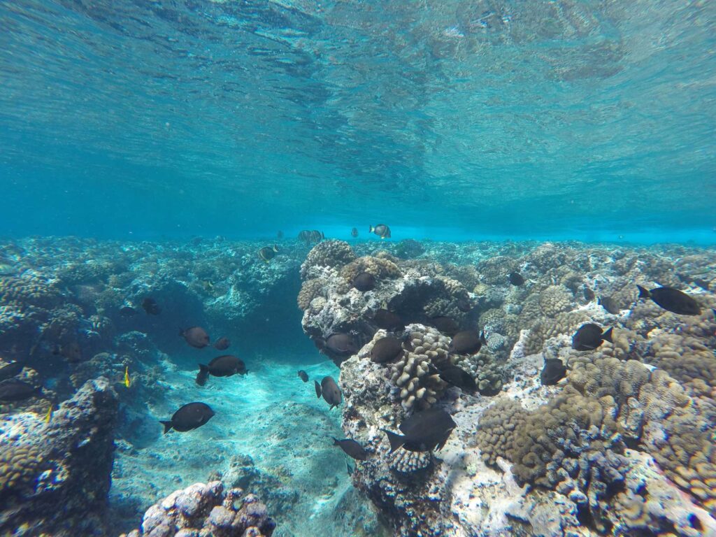 Shallow forereef locations off the northern shore of Mo'orea. Image credit: Kelly Speare