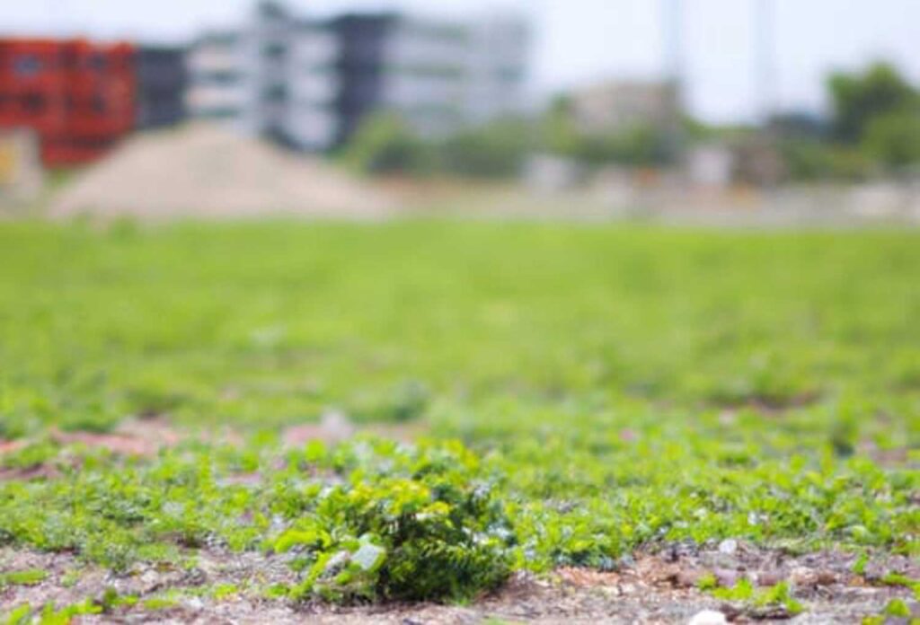 AI generated image of a vacant lot with new grass