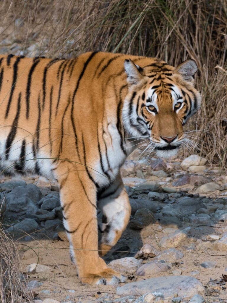 Wild female tiger in Nepal’s Bardia National Park in February 2022. Image credit: Neil Carter