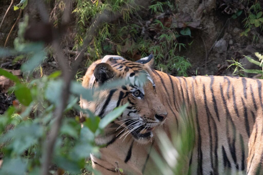 The GPS-collared male tiger in Nepal's Parsa National Park in 2021. During a nationwide COVID-19 lockdown, the male tiger more than tripled the size of its home range and crossed the nearby East-West Highway more frequently than in the pre-lockdown period. Image credit: Neil Carter