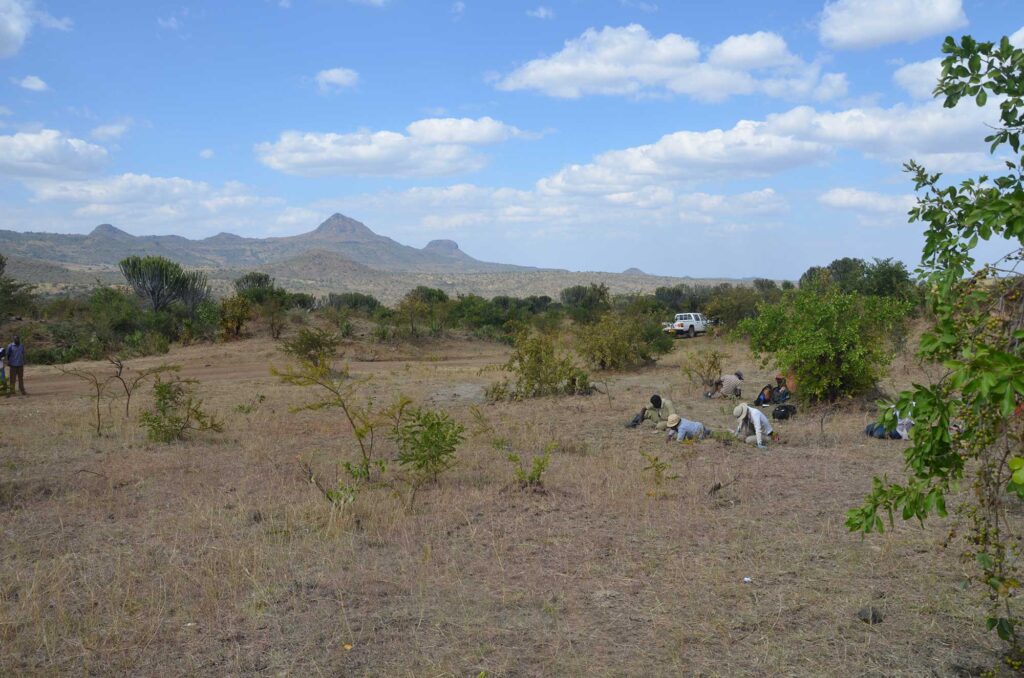 Searching for small fossils at the fossil site Bukwa II on the flanks of Mount Elgon, eastern Uganda. Paleoenvironmental evidence associated with the fossil sites on Bukwa support the early evolution of grassy woodland habitats ~20 million years ago. Image credit: J. Kingston
