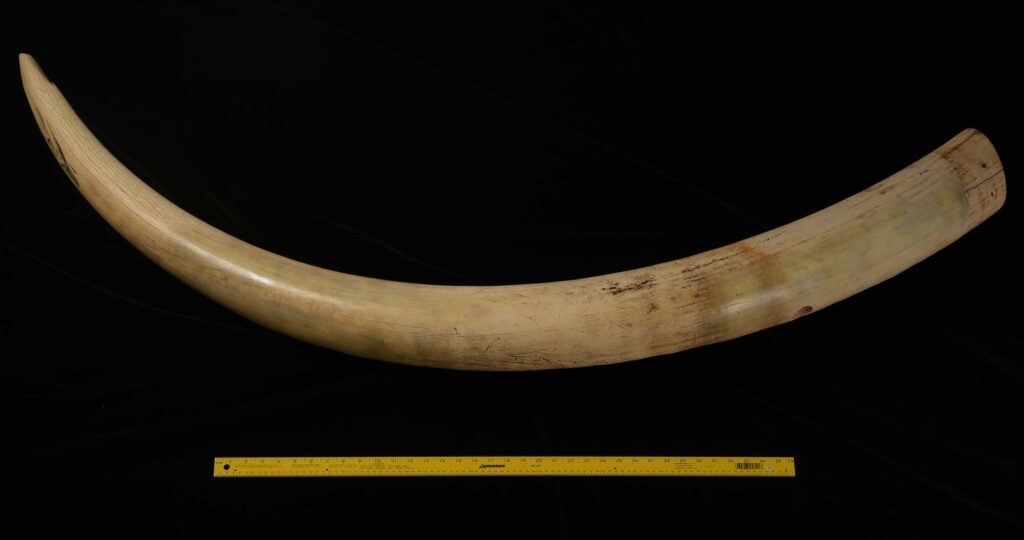 &nbsp;The African elephant tusk analyzed in the University of Michigan-led testosterone study. The bull elephant was 30 to 40 years old when it was killed by a hunter in Botswana in 1963. Image credit: Adam Rountrey