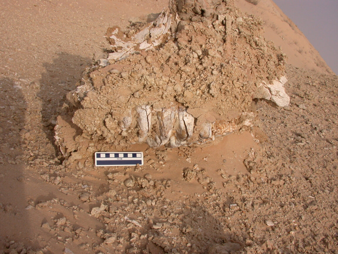 A photo of a jaw and tooth of a prehistoric elephant
