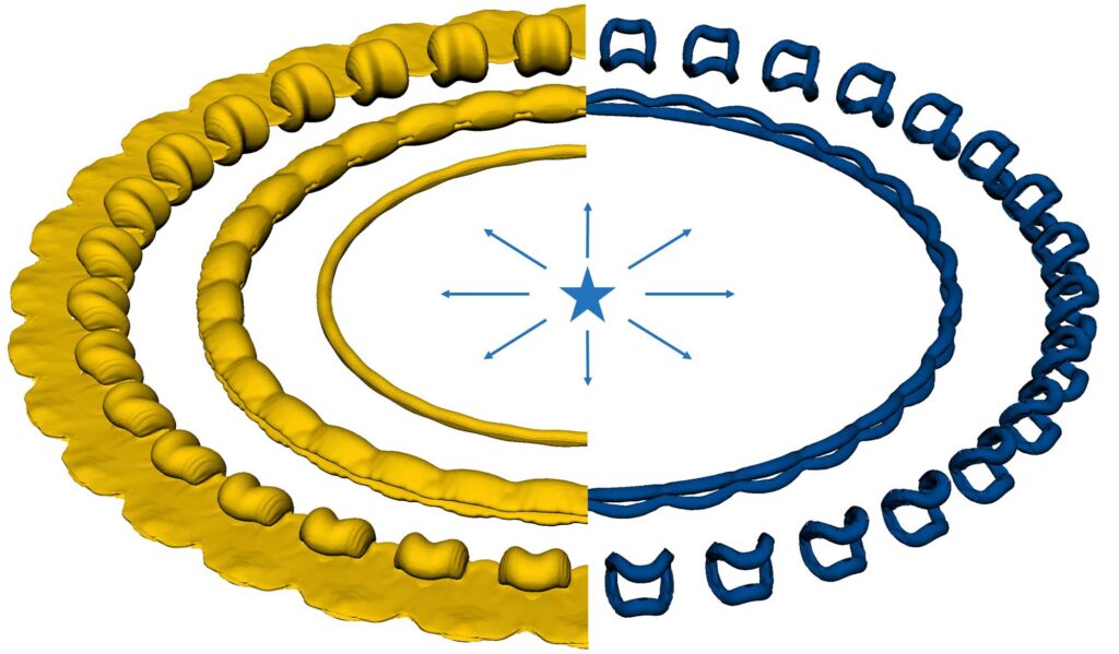 On the left are three yellow half-rings, which show how the shape of the circumstellar gas cloud changes as it expands with time. At first, shown in the innermost ring, the gas cloud is a simple torus (a 3D ring). Later, shown in the middle ring, 16 lumps of equal size are beginning to form, like a string of beads. Finally, shown in the outermost ring, the 16 lumps become distinct clumps. A flattened gas cloud extends from the line of clumps.

The right side shows vortices, or regions of rapidly rotating flow. At first, there is no rotation in the flow, and so there are no vortices. The first blue ring therefore aligns with the beaded string on the left (the middle yellow half-ring). Sixteen arcs align with the 16 beads on the mirrored side. The arcs then pinch off into isolated vortex loops, which correspond to the clumps on the mirrored side. The simulation shows the shape of the gas cloud on the left and the vortices, or regions of rapidly rotating flow, on the right. Each ring represents a later time in the evolution of the cloud. It shows how a gas cloud that starts as an even ring with no rotation becomes a lumpy ring as the vortices develop. Eventually the gas breaks up into distinct clumps. Credit: Michael Wadas, Scientific Computing and Flow Laboratory
