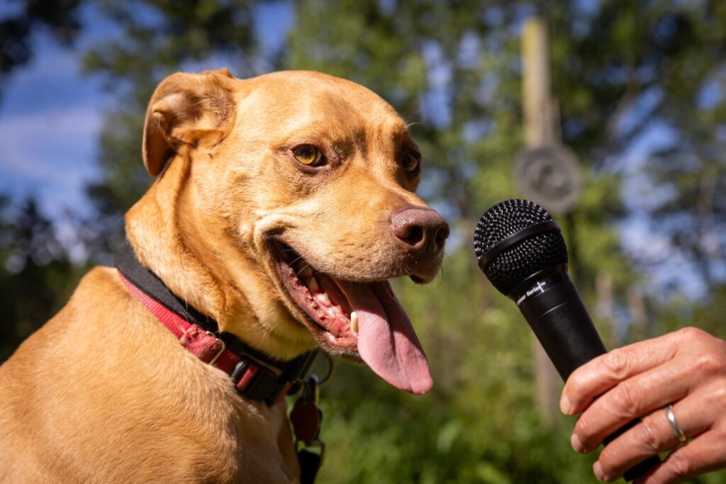 An open-mouthed dog next to a hand holding a microphone.