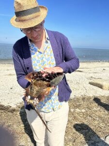 Timothy Cernak examines a horseshoe crab. Image courtesy of Timothy Cernak