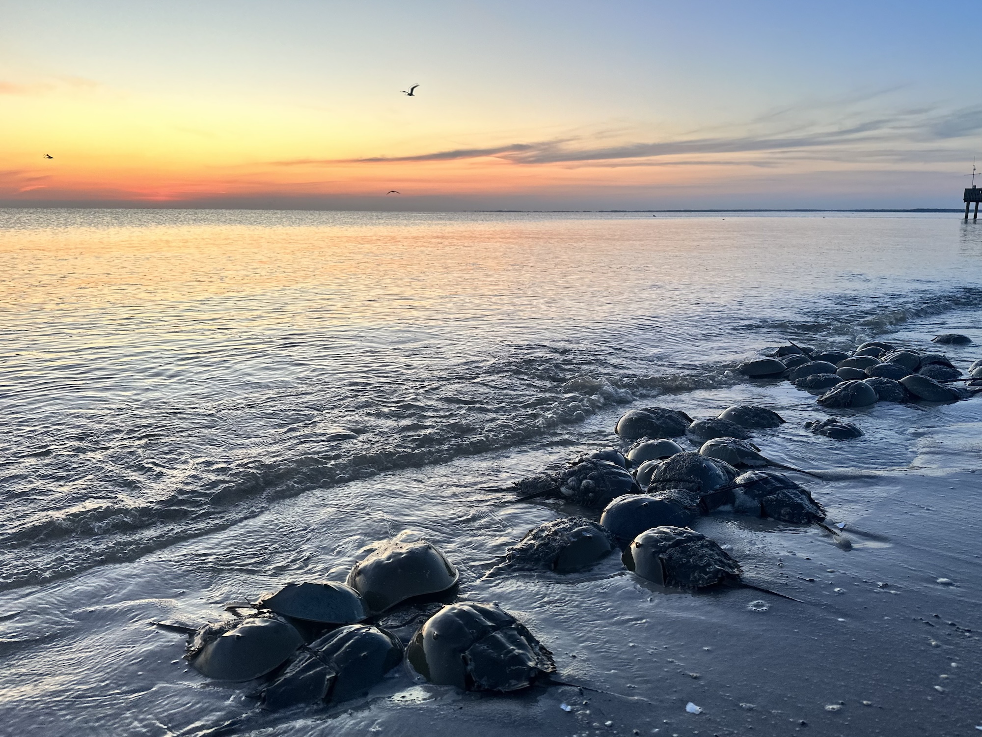 Horseshoe crabs along a beach. Image courtesy of Timothy Cernak