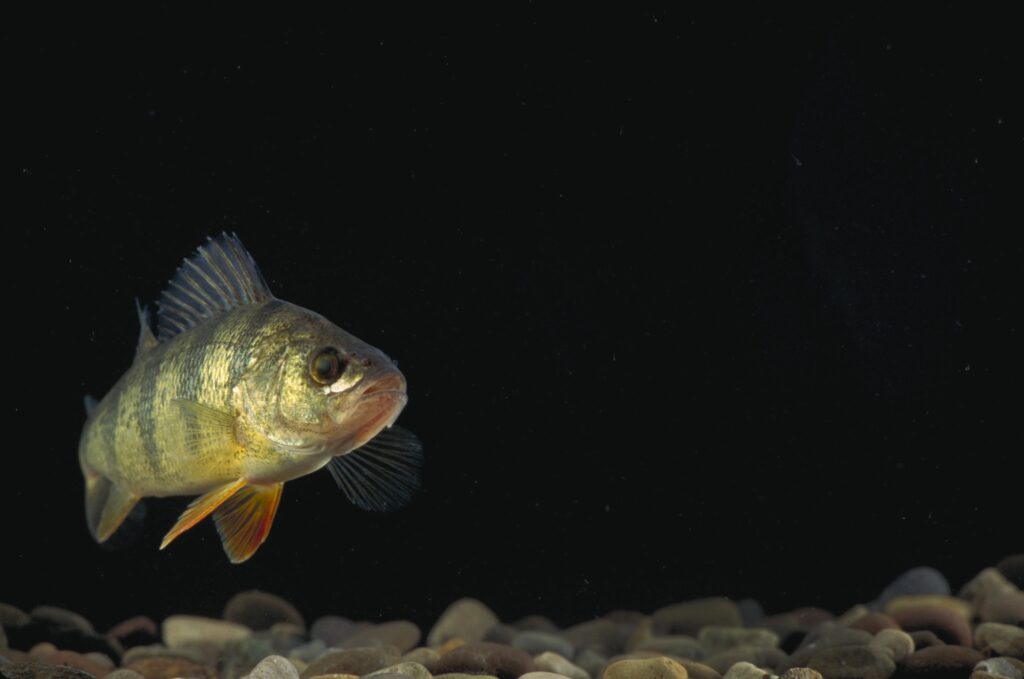 A perch with four dark stripes running up and down its body swims above pebbles against a black background.