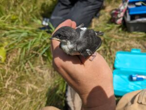 A small black and white tree sparrow rests on a hand with a small white device affixed to its back.