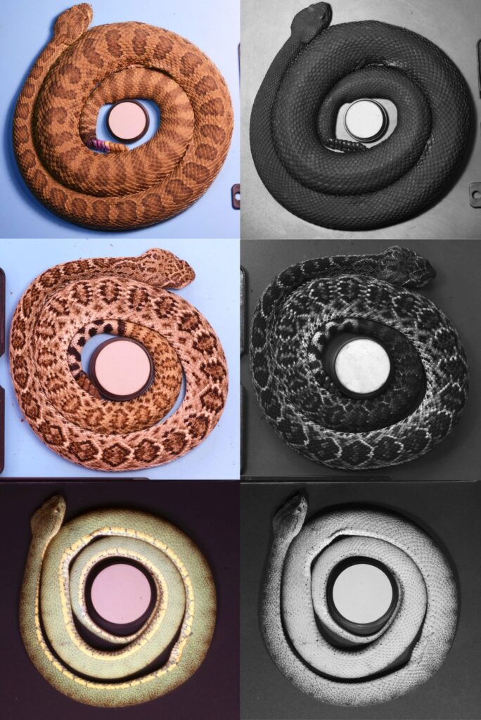 Visible (color) and UV (grayscale) photos of three pitviper species exhibiting a wide range of UV reflectance. From top to bottom, the species are a prairie rattlesnake, a western diamondback rattlesnake and a two-striped forest pitviper (the green one). Even though all of these snakes are closely related species, they exhibit a wide range of UV reflectance. The white circle in each photo is a color standard used to measure UV and visible color reflectance in each photo; in the UV photos, the darker the snake appears, the less UV color it has. Image credit: Hayley Crowell, John David Curlis, Hannah Weller, Alison Davis Rabosky/University of Michigan