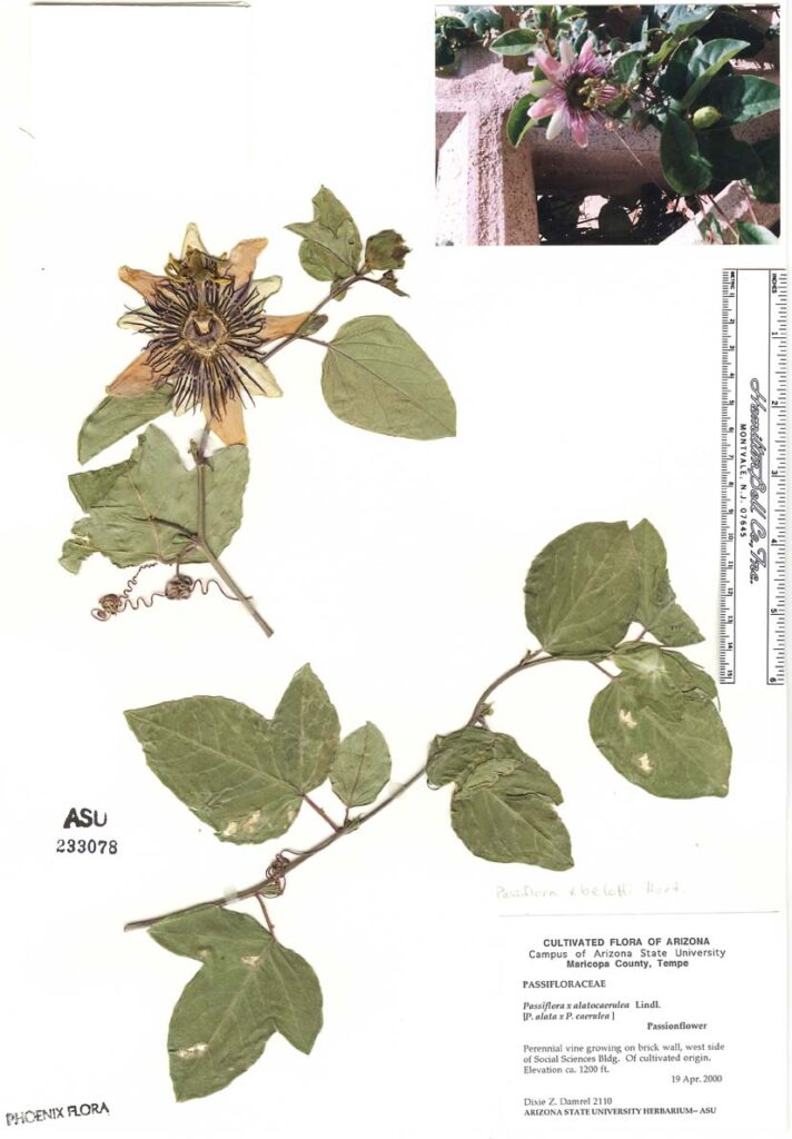 The University of Michigan Herbarium lent 10 plant specimens, including a specimen of passionflower, to the Toledo Museum of Art to display alongside painter Rachel Ruysch's works in an exhibit called Rachel Ruysch: Nature into Art. The exhibit runs until July 26. Image courtesy: University of Michigan Herbarium