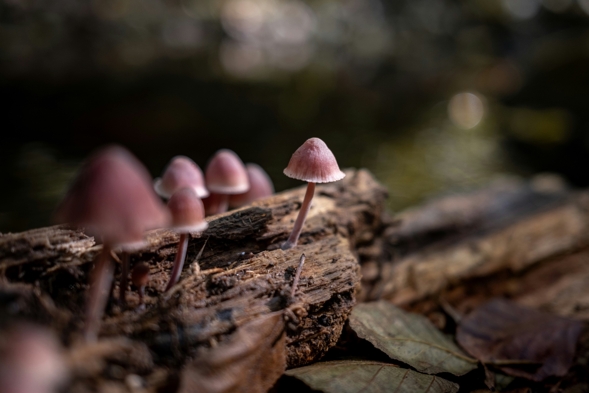 Several small, maroonish mushrooms grow out of a decaying log.