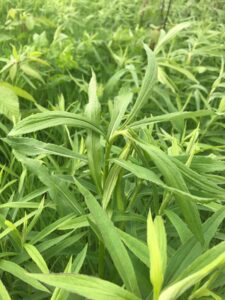 Goldenrods, a plant native to North America, have evolved a defense system: they "nod" as a defense mechanism against insects that lay eggs in the tip of their stem.
