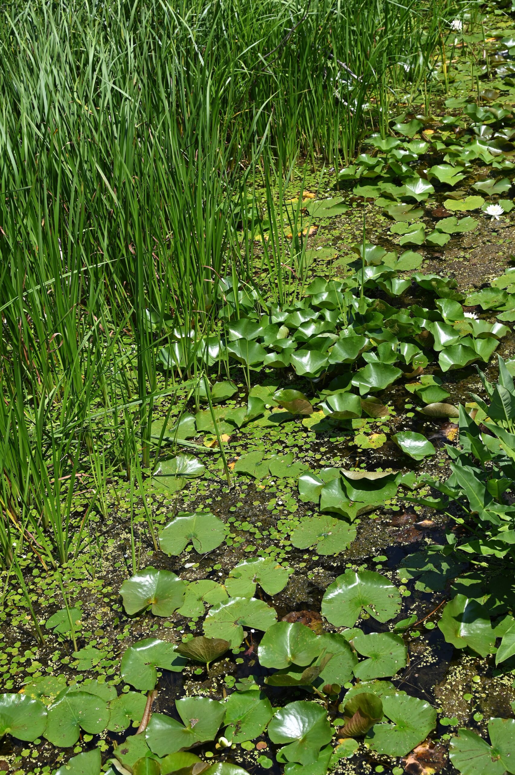 Efforts at Muskegon Lake have restored native ecosystems and drawn more visitors and activity to the water. Lily pads and sand coreopsis are thriving now. Image credit: Greta Guest, Michigan News