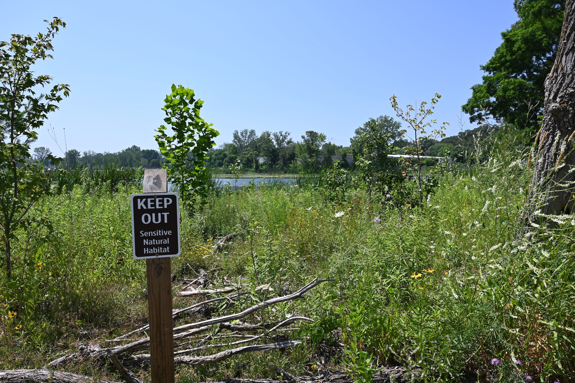 Efforts at Muskegon Lake have restored native ecosystems and drawn more visitors and activity to the water. Lily pads and sand coreopsis are thriving now. Image credit: Greta Guest, Michigan News