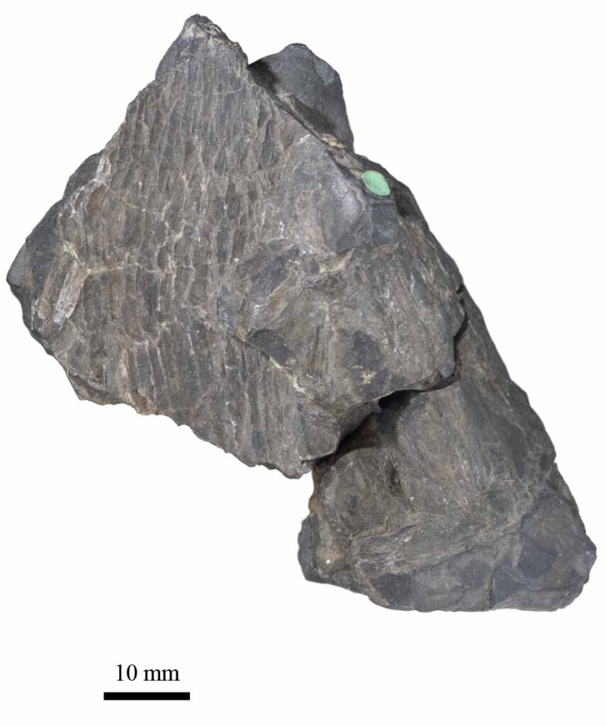 Three-dimensional head of Platysomus that was examined in the study. Specimen NHMUK PV P11697 from the Natural History Museum, London, U.K. Image credit: Giles et al./The Natural History Museum, London