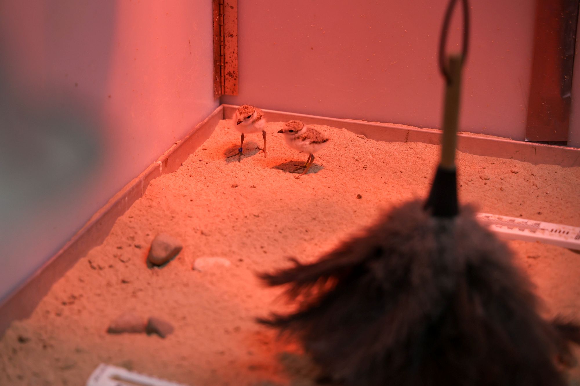 The smallest piping plovers await a meal of black worms and small crickets. Image credit: Jeremy Marble, University of Michigan News