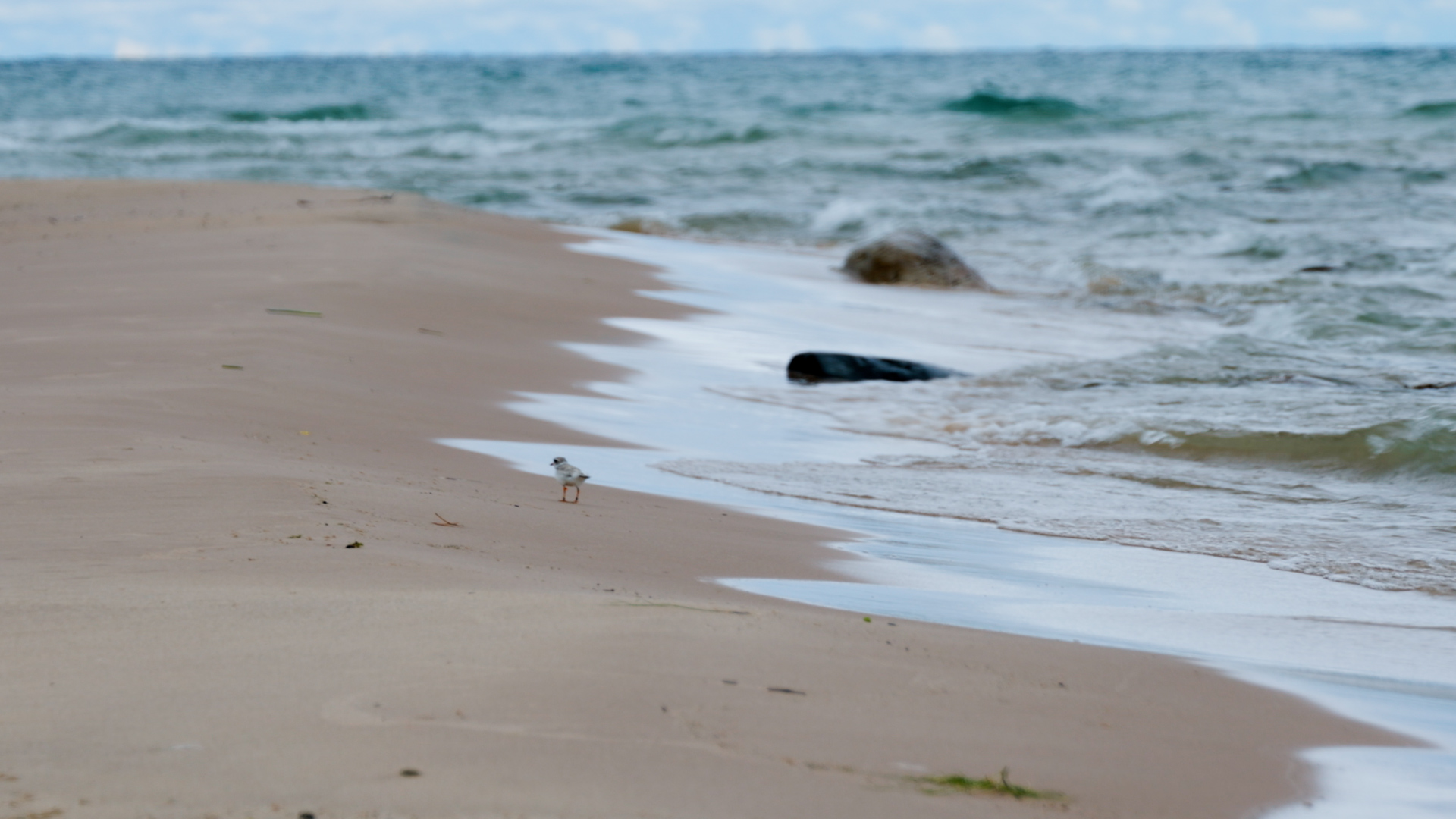 Wild plover near Cross Village off Lake Michigan. Image credit: Jeremy Marble, University of Michigan News