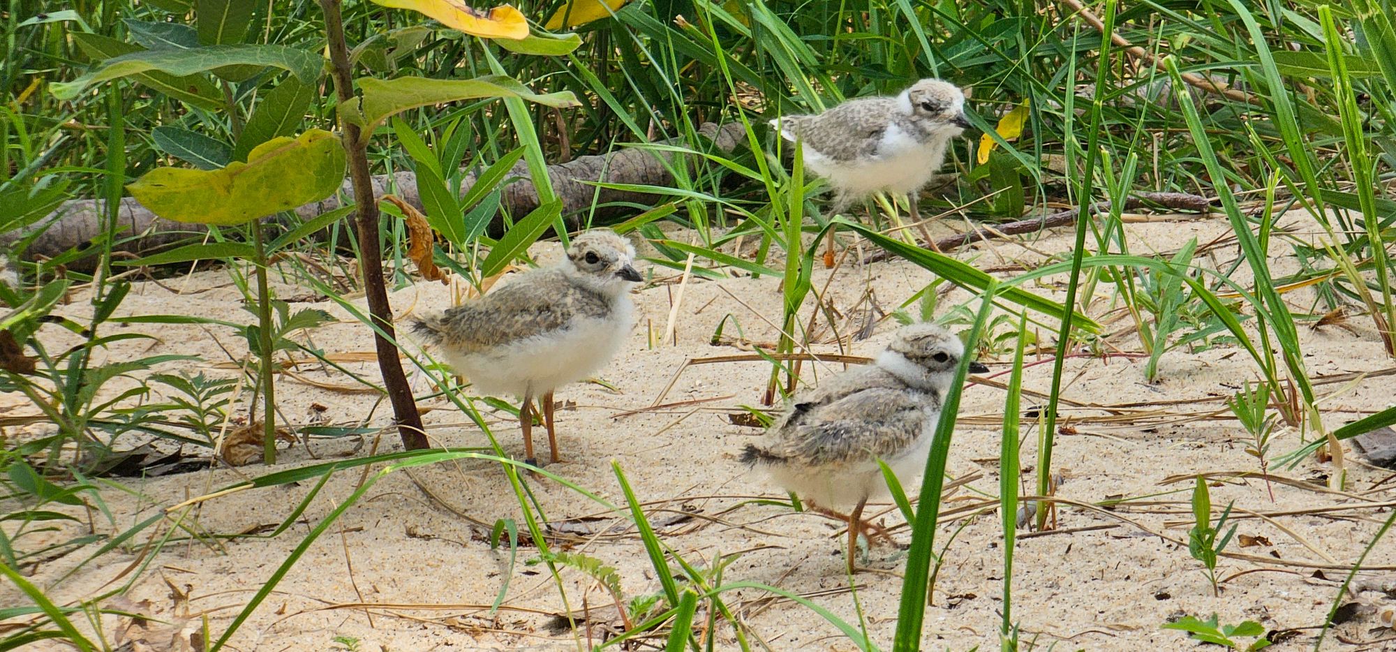 Piping plovers in the second stage of development before being released. Image credit: Jeremy Marble, University of Michigan News