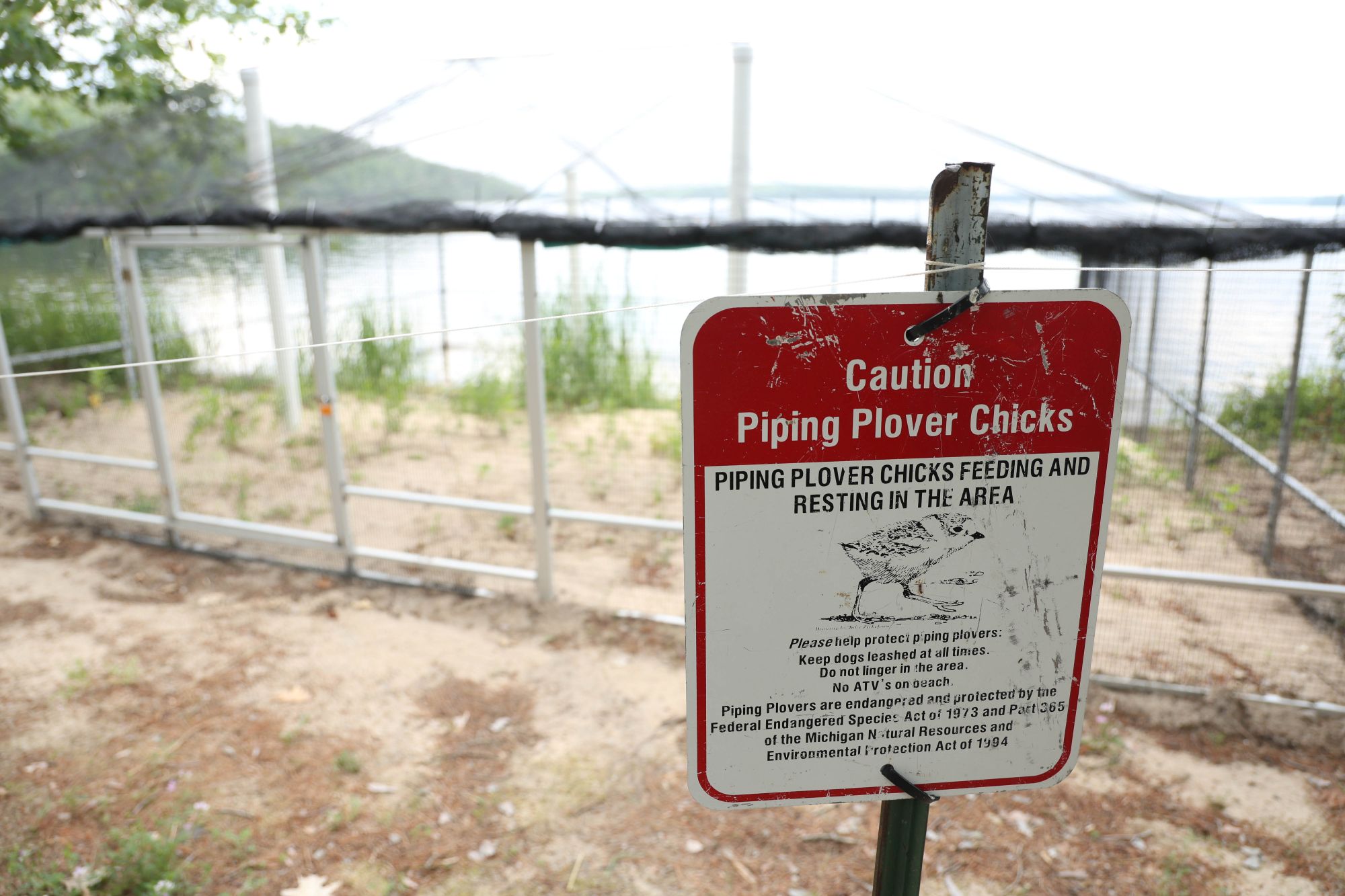 The plovers spend some time on the shores of Douglas Lake before their release in the wild. Image credit: Jeremy Marble, University of Michigan News
