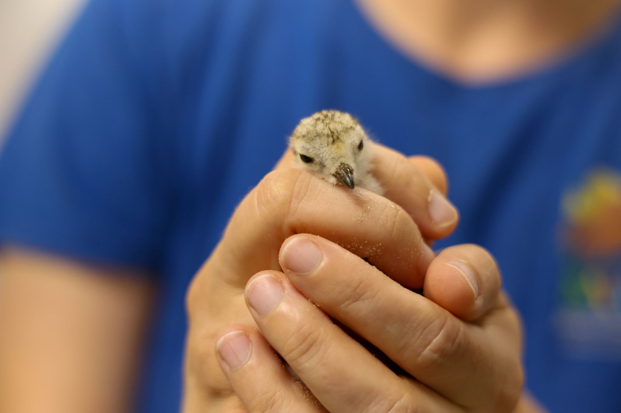 Piping plover being cared for at the incubation center. Image credit: Jeremy Marble, University of Michigan News