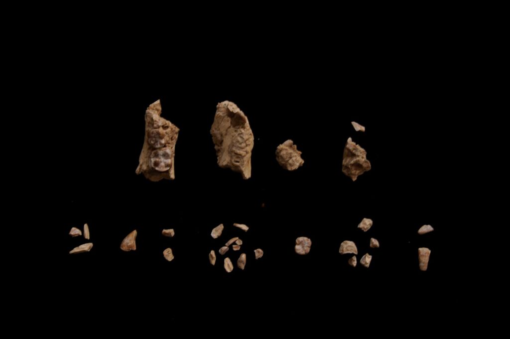 Fragments of BRT-VP-2/135 before assembly. The specimen was found in 29 pieces of which 27 of them were recovered by sifting and picking the sifted dirt. Image credit: Yohannes Haile-Selassie