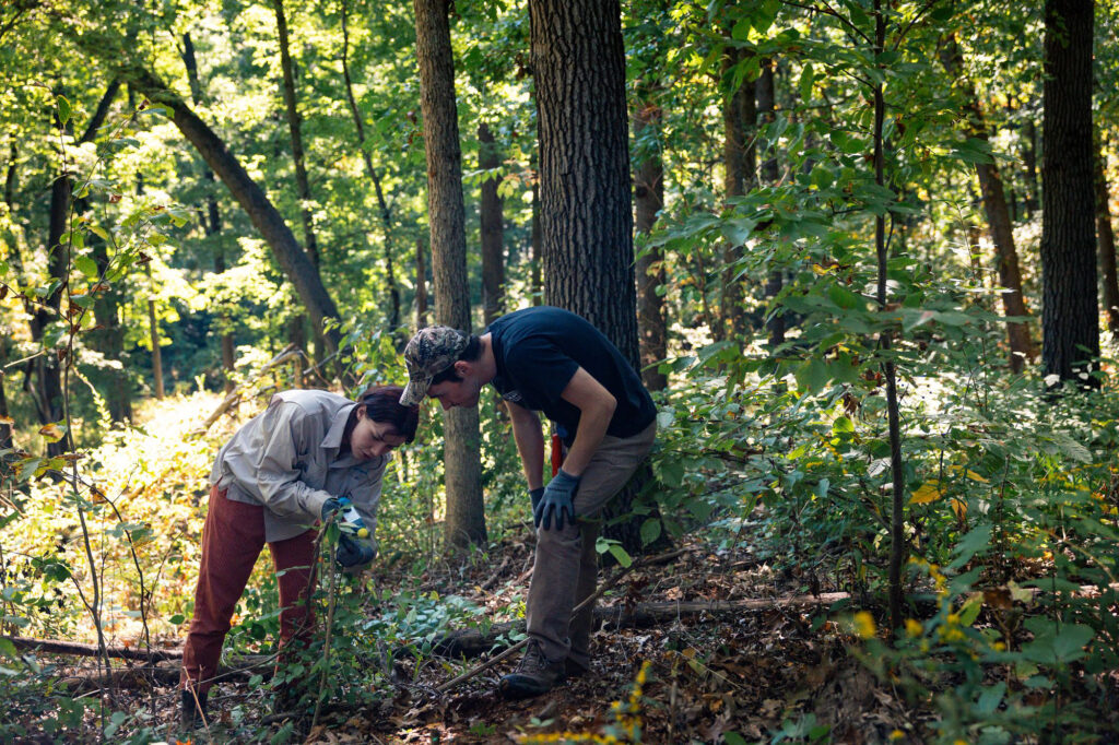 Two people bend over to look at a plant in the woods