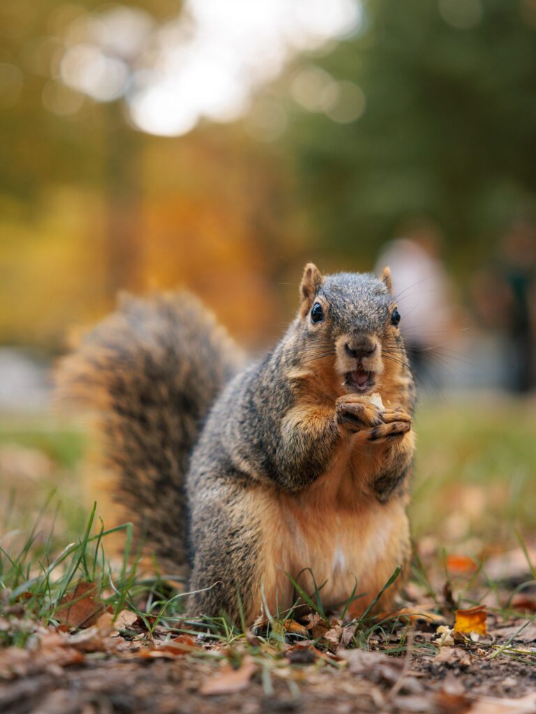 A squirrel rests on its hind legs as it chomps on something held in its forepaws.