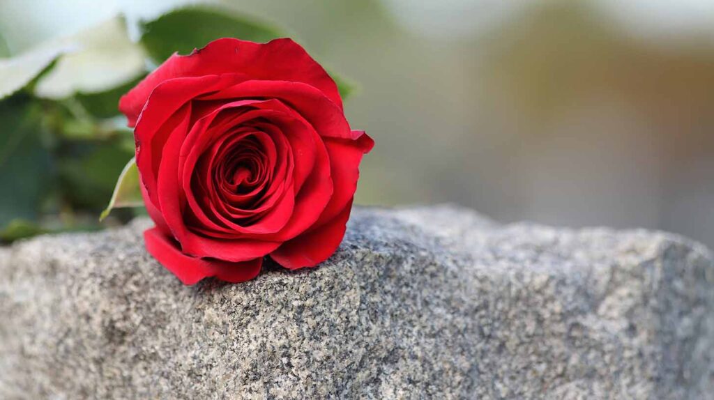 A rose atop a gravestone. Image credit: Goran Horvat, Pixabay