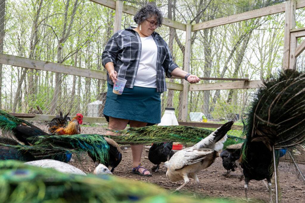 Rajaee feeds her flock of chickens, peacocks and pigeons.