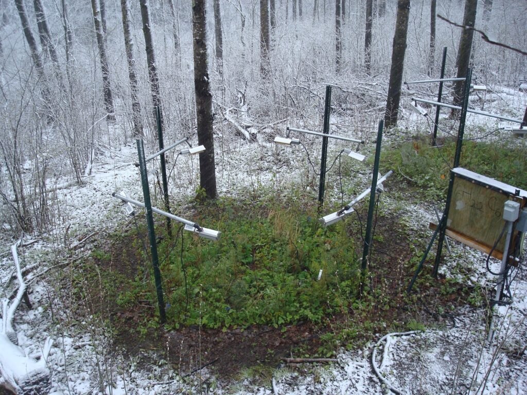 Two square-shaped patches of small green plants grow on an otherwise snow-covered forest floor. The patches, encircled by posts and scientific equipment, are part of a long-running warming experiment.