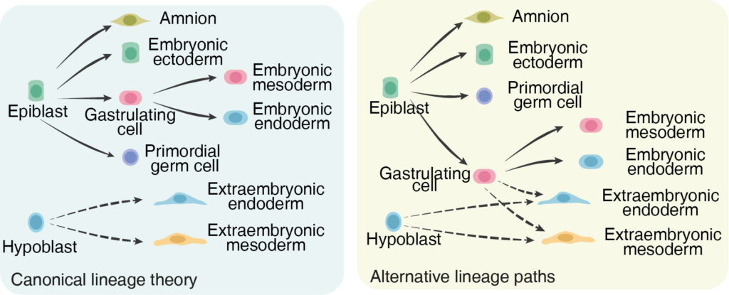In the first panel, labeled canonical lineage theory, epiblasts may become amnion, embryonic ectoderm, gastrulating cells, and primordial germ cells. Gastrulating cells go on to become embryonic mesoderm and embryonic endoderm. Hypoblast cells can become extraembryonic endoderm and extraembryonic mesoderm. In the second panel, labeled alternative lineage paths, the epiblasts and hypoblasts lead to the same pathways. However, the gastrulating cells may also become extraembryonic endoderm and extraembryonic mesoderm.